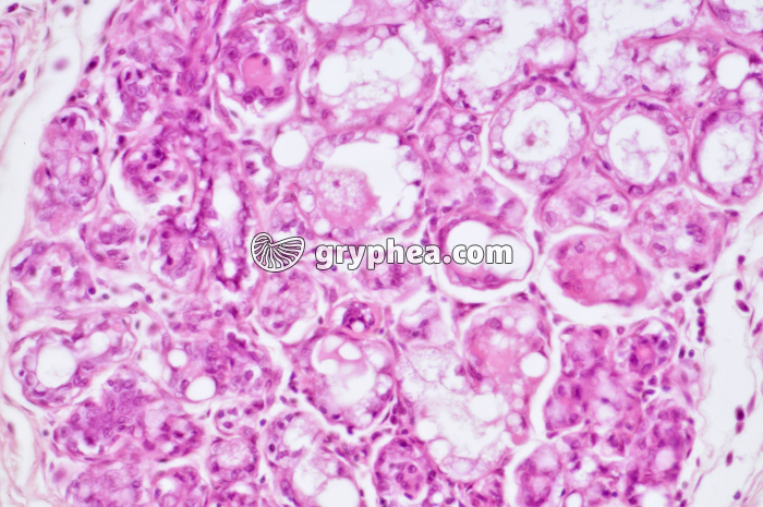 Glande mammaire active CT x100 - gryphea.com